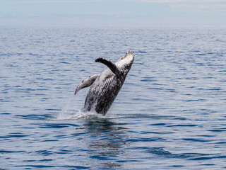humpback whale