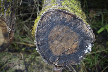 Holzstamm, Holzstämme mit Jahresringen, Jahresringe