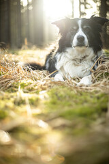 Black and white border collie in green forest with backgroubd light