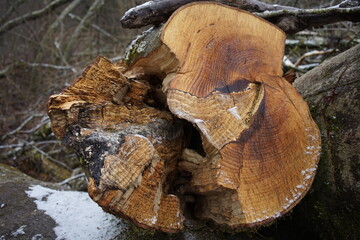 Holzstamm, Holzstämme mit Jahresringen, Jahresringe