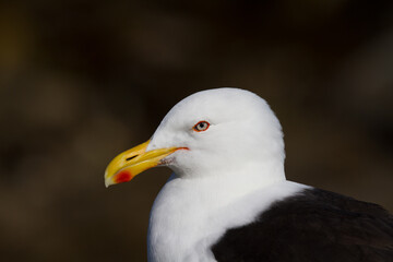 close up of a seagull
