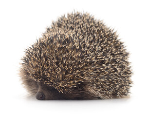 Hedgehog on white.