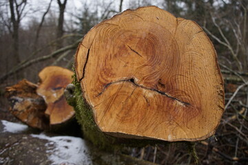 Holzstamm, Holzstämme mit Jahresringen, Jahresringe
