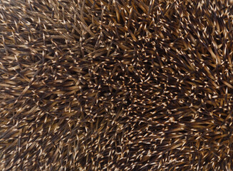 Hedgehog thorns texture.