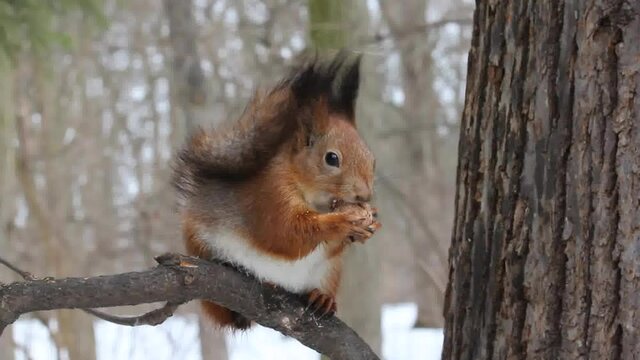 The squirrel eats a nut.
The squirrel sits on a tree branch and eats a nut, holding it with its front paws.
