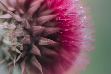 Beautiful purple thistle flower. Pink flower burdock. Burdock flower spiny close up. Flowering medicinal plants are thistle or milk thistle.