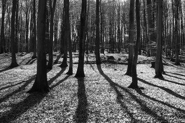 forest in autumn