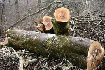 Fototapeta premium Holzstamm, Holzstämme mit Jahresringen, Jahresringe