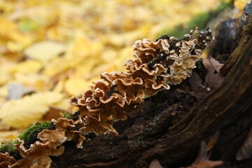 fungus on tree