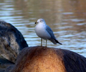Seagull II