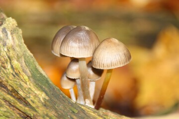 mushroom in the forest