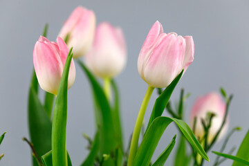 Hellrosa Tulpen vor grauem Hintergrund