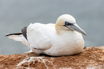 Northern Gannet