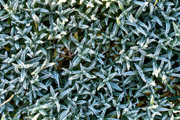 Frost on the grass in the cold season. Grass under the snow in spring time. Rime on grass close-up. Late autumn or early winter landscape. Spring frosts.