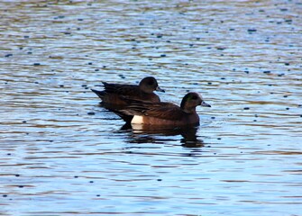 two ducks in water