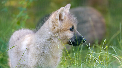 arctic wolf puppy