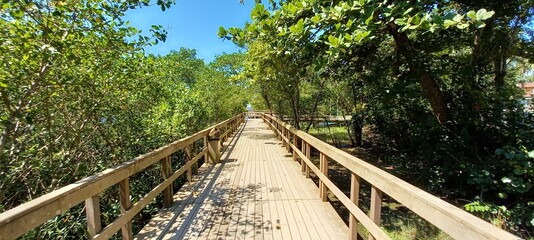 Deque de madeira em meio leito de uma rio com mangue e muita vegeta&ccedil;&atilde;o