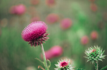 Beautiful purple thistle flower. Pink flower burdock. Burdock flower spiny close up. Flowering medicinal plants are thistle or milk thistle.