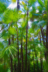 Fototapeta premium USA, Florida. Tropical garden palm trees.