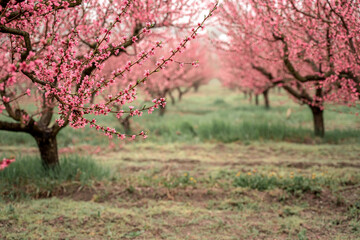 A blooming peach orchard in the rain, trees planted in rows. The pink flowers smell fragrant.