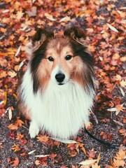 Portrait of a Sheltie Shetland Sheepdog dog