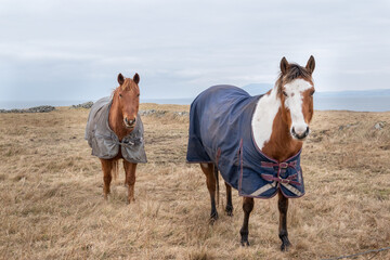 Two horses covered with rugs on the winter pasture with atlanyic ocean at background.