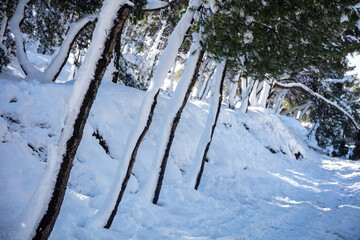 Snowy sloping  trees, broken branches background, texture.