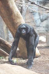 Bonobo (Pan paniscus), zoo of Frankfurt