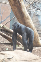 Fototapeta na wymiar Bonobo (Pan paniscus), zoo of Frankfurt