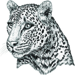 leopard portrait white black sketch  vector illustration drawing vector illustration