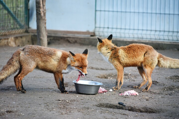Two foxes eating meat in the zoo,photo