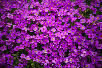Blaukissen (Aubrieta) im Stein Garten