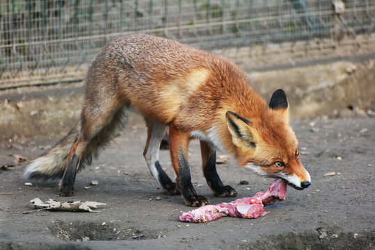 Cute fox eating meat and watching into the distance in the zoo,photo