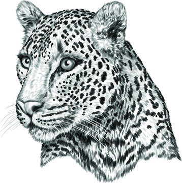 leopard portrait white black sketch  vector illustration drawing vector illustration
