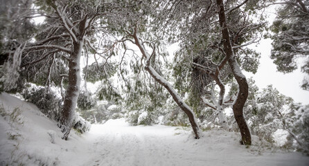 Snowy trees branches at forest background.