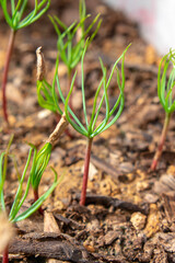 Close-up shots of Blue Atlas Cedar (Cedrus Atlantica) seedlings