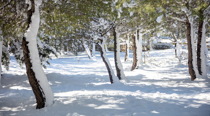 Sun on snow. Snowy trees with green leaves at forest background.