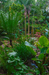 USA, Florida. Tropical garden palm trees.