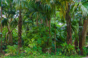 USA, Florida. Tropical garden palm trees.