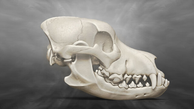 3D Recreation of Skull of Dog