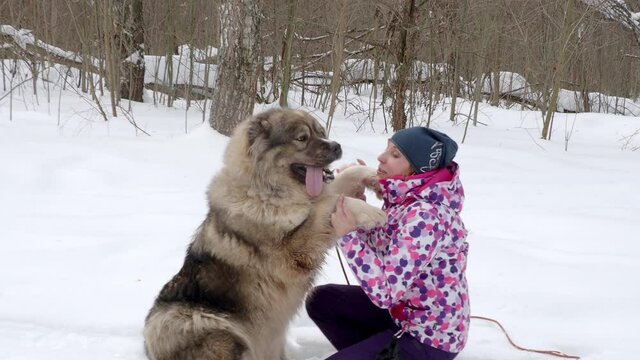 woman in the forest with a Caucasian shepherd dog in winter, on a walk