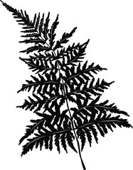 fern leaf black vector illustration