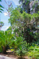 Obraz premium USA, Florida. Tropical garden.