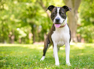 A brindle mixed breed dog looking at the camera