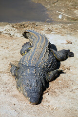 Crocodile soaking up the sun by a waterhole, Namibia
