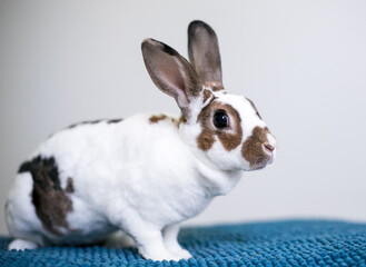 Fototapeta premium A brown and white Rex breed pet rabbit