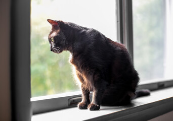 A black shorthair cat looking out of a window