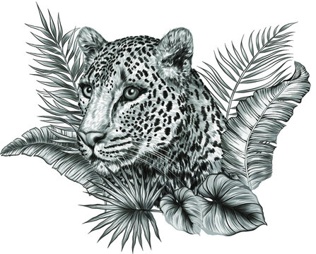 leopard portrait in palm leaves  black, white drawing vector illustration