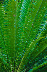 USA, Florida. Ferns.