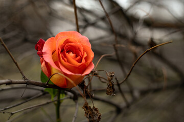 rose bud on dark background